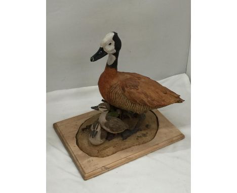 A DAVID TOMLINSON CERAMIC WHITE FACED DUCK WITH DUCKLINGS, SIGNED TO THE BASE, HEIGHT APPROX 31CM, LENGTH 31CM - A/F PART OF 