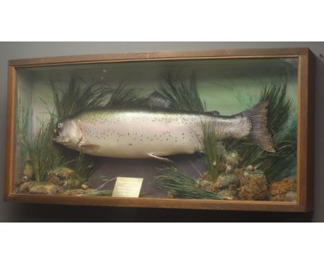 Taxidermy cast - Large Rainbow Trout in naturalistic underwater setting, with plaque '141/2 Rainbow Trout caught by Trevor Hu