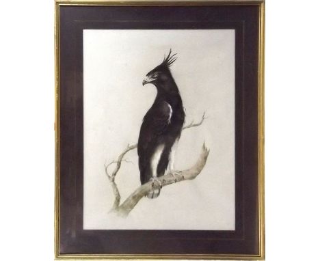 LILIAN COTTRILL.
Study of a hawk. Mixed media,  Signed.
62 x 46cm.
NOTE: In-house shipping not available for this lot due to 