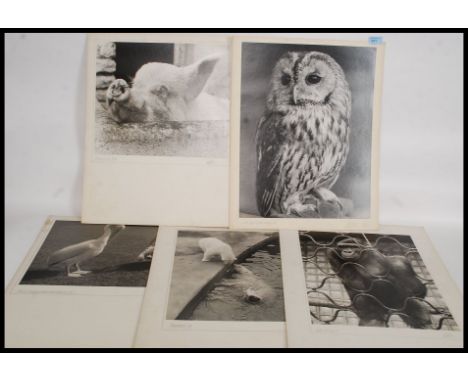 A collection of large vintage and retro amateur animal portrait photograph studies dating from the 1960's to include an Owl, 