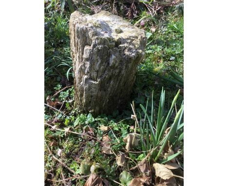 Fossilised tree trunk, approximately 36cm highProvenance: The Robert Barley Collection