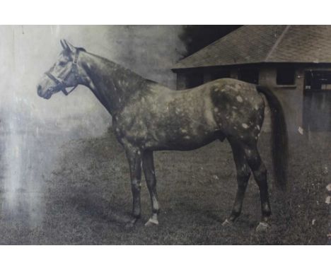 Clarence Hailey (1867-1949) large photographic print depicting 'The Tetrarch, one of the fastest horses of the century', insc