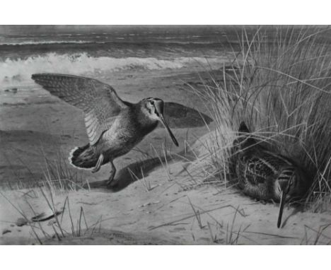 Trio of Archibald Thorburn bird prints, one entitled "A Haven of Rest", the other pair depicting pheasants and grouse, each f