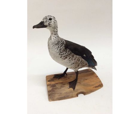 Female Comb Duck on naturalistic base, bearing label for Giles Sim Collection via A.W.F, B.Bennett, 35cm high x 34cm wide