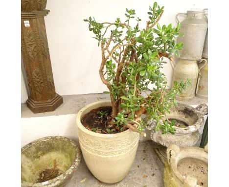 A large white glazed terracotta garden planter, containing a jade tree, W55cm, H66cm 