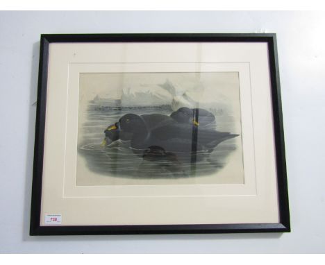 Gould (John), H.C. Richter (19th Century) Oidemia Nigra, ornithological hand-tinted lithograph, framed under glass, 28 x 40 c