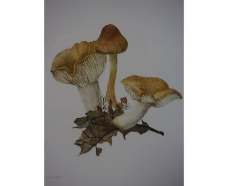 Elspeth Harrigan (Scottish 1938-1999) "Toadstools III" Watercolour, signed in pencil to lower left, 17 x 16cm, framed 