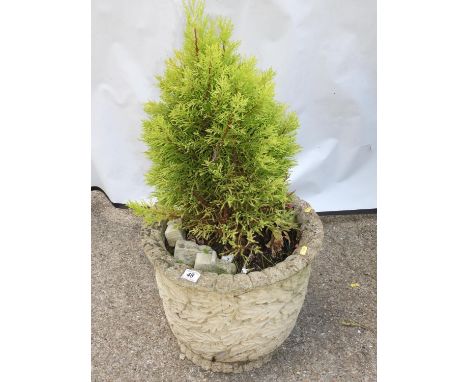 Concrete Garden Planter with Potted Miniature Conifer 