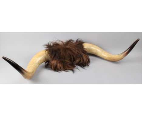 A Pair of Vintage Ox Horns, 93cms Wide 