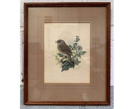 R A Richardson (British 20th century), dunnock on ivy leaves, watercolour, signed and dated 1955 right hand side, 21.2cm x 16
