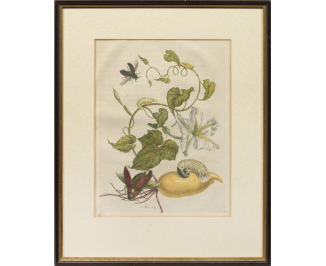 Joseph Mulder (1658 Amsterdam -  1742 ebendaInsekten aus SurinamAltkolorierter Kupferstich/Papier. In der Platte sign.; Nach 