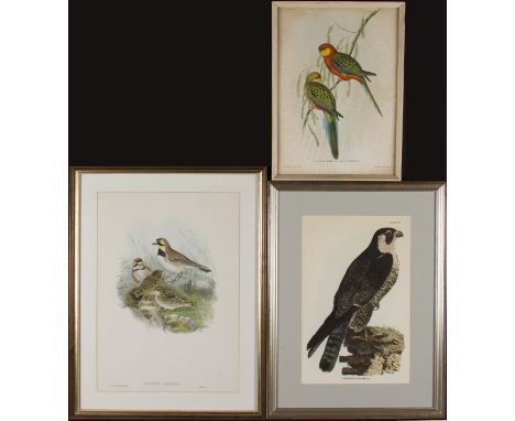 Quantity of ornithological related works on paper, to include, after JOHN GOULD (1804 - 1881) and HENRY CONSTANTINE RICHTER (
