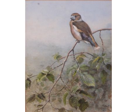 George Edward Lodge (1860-1954) - Hawfinch, watercolour with body colour, signed and dated lower right 1950, 28 x 22cm Condit