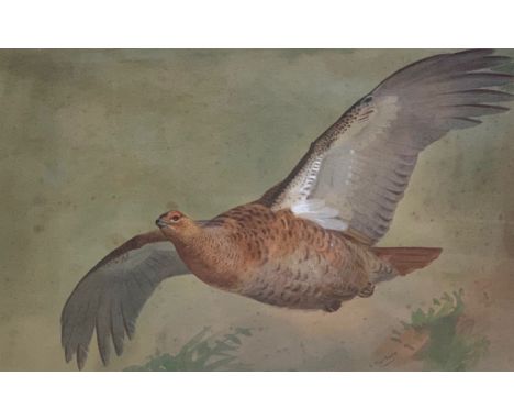 Archibald Thorburn (1860 - 1935) A large scale study of a red grouse at flight, painted on Christmas Eve, watercolour on pape