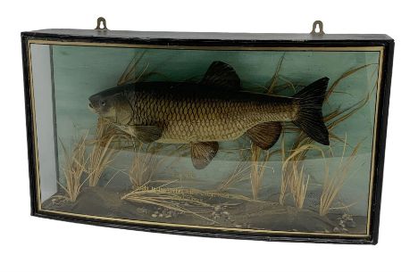 Taxidermy: Chub (Squalius cephalus), mid 20th century, preserved and mounted within a naturalistic setting amidst reeds and g