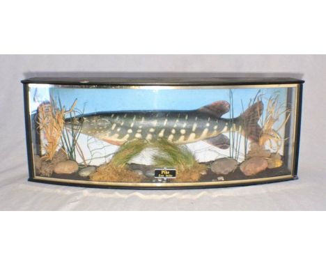 A faux taxidermy Pike, contained within a bow fronted display case, length 82cm.