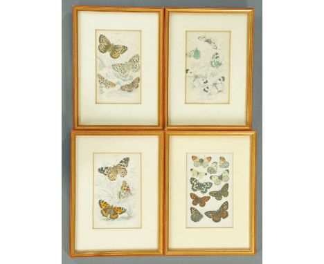 Four antiquarian prints, handcoloured, butterfly studies.  Each 15.5 cm x 9.5 cm.