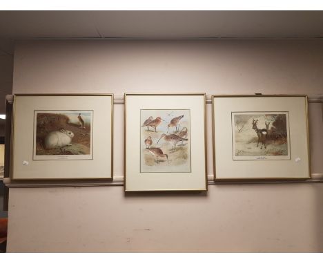 After Archibold Thorburn : The Mountain Hare, colour print, 28 cm x 24 cm, together with two further colours prints by the ar