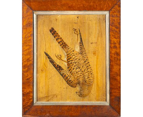 19th Century School -A trompe l'oeil still life with a dead kestrel hung against wooden panelling -Waxed watercolour on paper