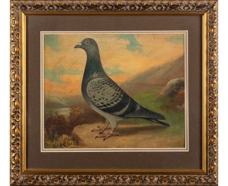 *Andrew Beer (British, 1862-1954) -Portrait of a racing pigeon -Oil on board -22 x 27cm - 36 x 40cm framed -Signed lower left