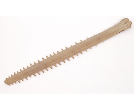 A large likely 19th century sword fish bill. Measuring approx 62cm long. Believed to be a tribal sword, as has signs of being