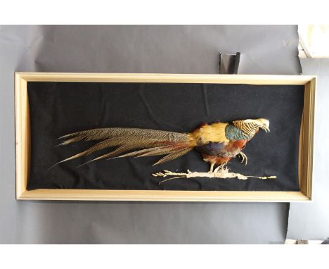 Taxidermy - 1970's golden pheasant skin mounted to a felt board, framed.  45 cm x 113 cm. 