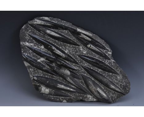 Natural History - a polished fossil specimen, orthoceras, preserved in limestone, Devonian period, 38cm wide