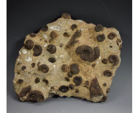 Natural History - a fossil specimen, goniatite, 32cm wide 