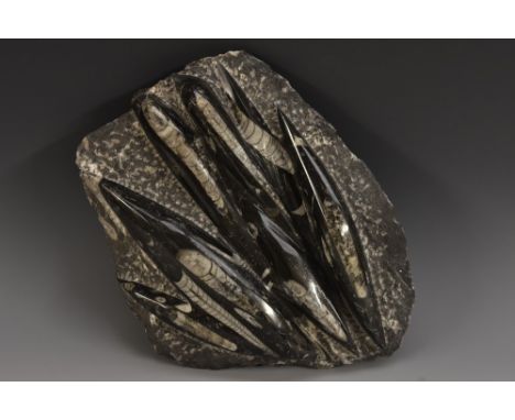 Natural History - a polished fossil specimen, orthoceras, preserved in limestone, Devonian period, 26cm x 21cm