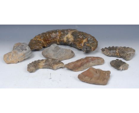 Natural History - Geology - a substantial collection of fossil fragments, including ammonite section, etc., Whitby Jurassic C