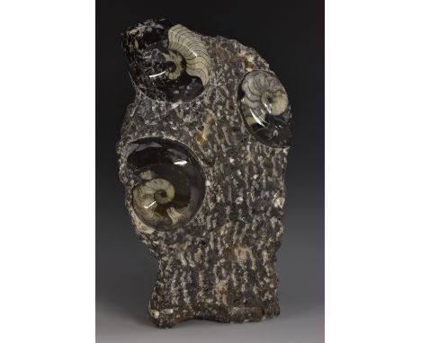 Natural History - a fossil specimen, Goniatite, 27cm x 17cm