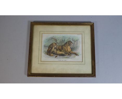A Framed Book Plate Print of Lioness and Cubs 