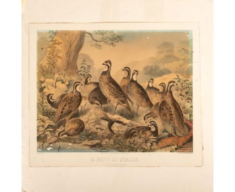 Large antique original color lithograph on paper by Sarony, Major &amp; Knapp featuring A Bevy of Quails after an original by
