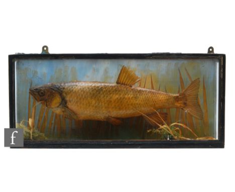 A taxidermy study of a chub in naturalistic setting, ebonised rectangular case, height 27cm x depth 14cm x width 61cm. 