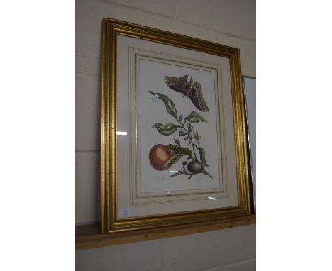 FRAMED PRINT OF FRUIT AND A BUTTERFLY IN GILT FRAME