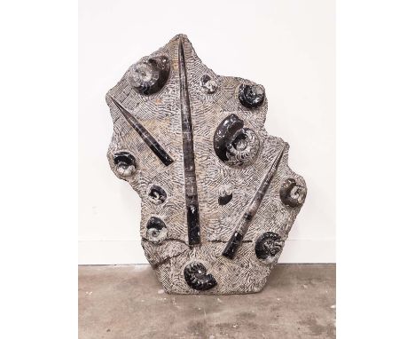 LARGE FOSSIL PANEL, Devonian period (419-359 million years old), polished ammonites and orthoceras, 100cm H x 700cm W x 15cm 