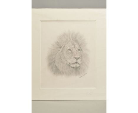STEVE MACHIN (BRITISH CONTEMPORARY), a portrait of a Lion, signed lower right, pencil on paper, mounted, unframed, approximat