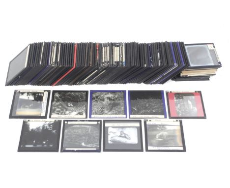 A collection of glass photographic magic lantern slides. Featuring mostly animals. Including a large selection of British bir