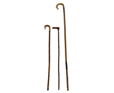 Two horn handled shepherds' crooks together with a walking stick, longest 137 cm