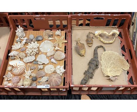 COLLECTION OF SEA MINERALS &amp; TAXIDERMY TO INCLUDE - GREAT WHITE SHARK TEETH, PUFFER FISH, CORAL, ALLIGATOR, STARFISH, SEA