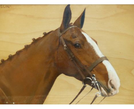 FRANCES M HOLLAMS.  (1877-1963)  ARR. PORTRAIT OF A HORSE, SUN SUN, SIGNED OIL ON BOARD IN MAPLE FRAME.   34 x 45cms.