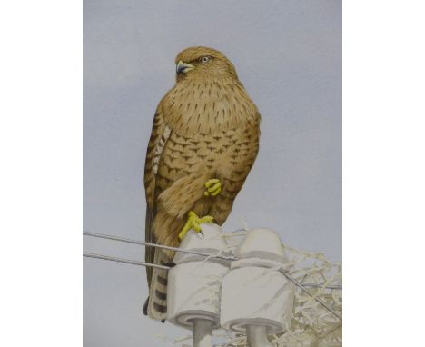 JILL ADAMS.  (1932-2016)  ARR.    PORTRAIT OF A FALCON, SIGNED WATERCOLOUR.   49 x 34cms.