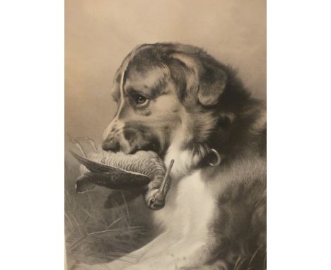 A PAIR OF VICTORIAN FOLIO PRINTS OF GUN DOGS.   84 x 62cms.  (2)