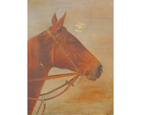 20thC English School. Portrait of a horse, oil on canvas, unsigned, 46cm x 36cm.