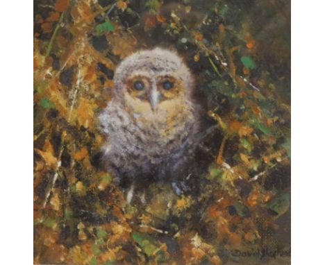 David Shepherd (1931-2017).  Baby Tawny, artist signed limited edition print 1292/1500, 14cm x 14cm.