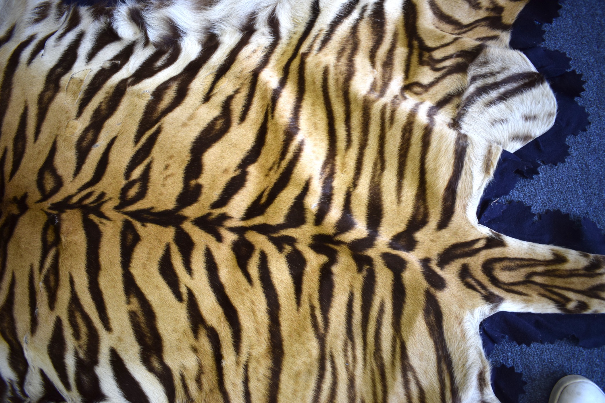 A TAXIDERMY TIGER SKIN RUG. 273 cm x187 cm.