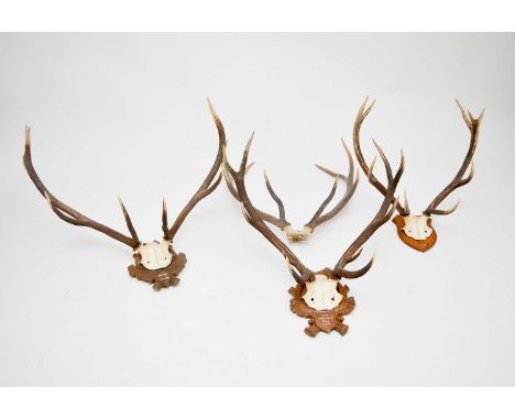 Three mounted stag antlers together with an unmounted antlerThe first with six points, on a carved walnut plaque inscribed 'G