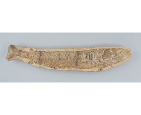 Knochenfisch / Fossil, Brasilien sehr schönes Exemplar, Gew.2,06 kg, L.52cm, Schwanzende angekebt