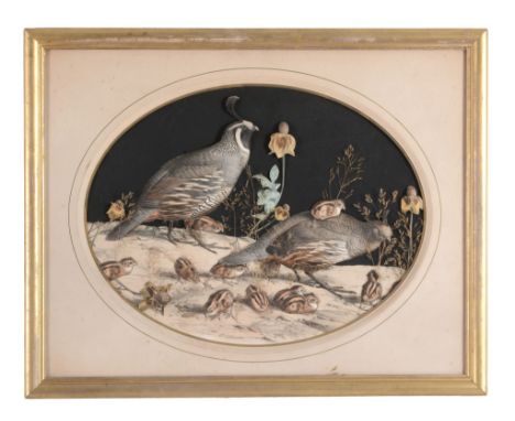 A French framed and glazed hand-coloured lithograph Colins De La Californie  A French framed and glazed hand-coloured lithogr