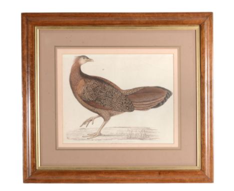 Benjamin Waterhouse Hawkins (1807-1894) - Argus Pheasant Hen Lithograph, with hand colouring, on wove paper Published by Engl